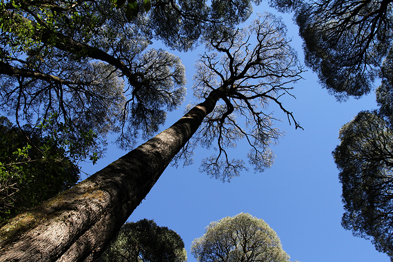Victoria : Australia : Travel : Photos :  Richard Moore Photography : Photographer : 